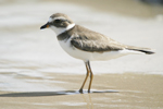 Semipalmated Plover    