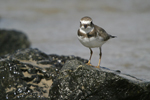 Semipalmated Plover    Charadrius semipalmatus