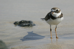      Charadrius semipalmatus