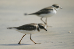 Semipalmated Plover    
