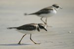 Semipalmated Plover    Charadrius semipalmatus