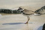 Semipalmated Plover    Charadrius semipalmatus