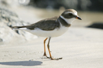 Semipalmated Plover    