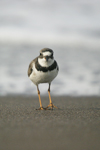      Charadrius semipalmatus