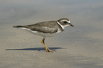 Semipalmated Plover    Charadrius semipalmatus