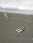 Semipalmated Plover    Charadrius semipalmatus