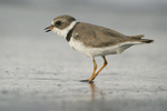 Semipalmated Plover    