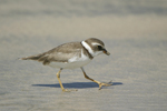 Semipalmated Plover    Charadrius semipalmatus