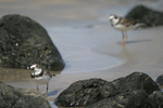 Semipalmated Plover    Charadrius semipalmatus