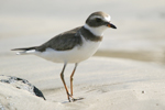 Semipalmated Plover    Charadrius semipalmatus