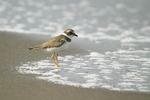 Semipalmated Plover    