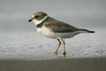 Semipalmated Plover    