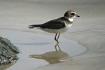 Semipalmated Plover    Charadrius semipalmatus