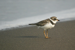 Semipalmated Plover    Charadrius semipalmatus