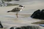 Semipalmated Plover    Charadrius semipalmatus