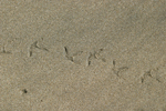 Semipalmated Plover    