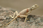 Sinai Agama   Pseudotrapelus sinaitus