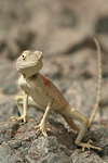 Sinai Agama   Pseudotrapelus sinaitus