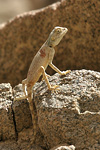 Sinai Agama   Pseudotrapelus sinaitus