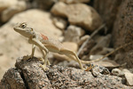 Sinai Agama   Pseudotrapelus sinaitus