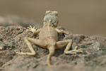 Sinai Agama   Pseudotrapelus sinaitus