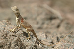 Sinai Agama   Pseudotrapelus sinaitus