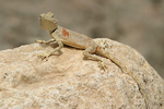 Sinai Agama   Pseudotrapelus sinaitus