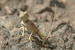 Sinai Agama   Pseudotrapelus sinaitus