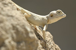 Sinai Agama   Pseudotrapelus sinaitus