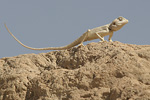 Sinai Agama   Pseudotrapelus sinaitus