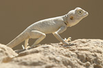 Sinai Agama   Pseudotrapelus sinaitus