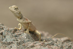 Sinai Agama   Pseudotrapelus sinaitus