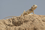 Sinai Agama   Pseudotrapelus sinaitus