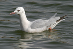 Slender-billed Gull   