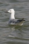 Slender-billed Gull   