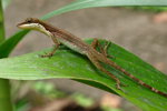 Slender Anole    Norops limifrons