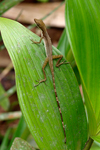 Slender Anole    Norops limifrons