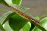 Slender Anole    