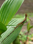 Slender Anole    Norops limifrons