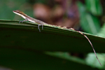 Slender Anole    