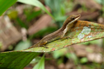 Slender Anole    Norops limifrons