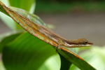 Slender Anole    Norops limifrons