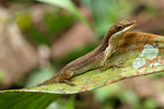 Slender Anole    Norops limifrons