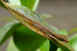 Slender Anole    Norops limifrons