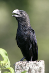 Smooth-billed Ani    Crotophaga ani