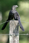 Smooth-billed Ani    Crotophaga ani