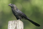 Smooth-billed Ani    Crotophaga ani