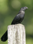 Smooth-billed Ani    Crotophaga ani