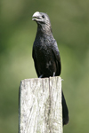 Smooth-billed Ani    