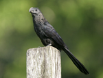 Smooth-billed Ani    Crotophaga ani